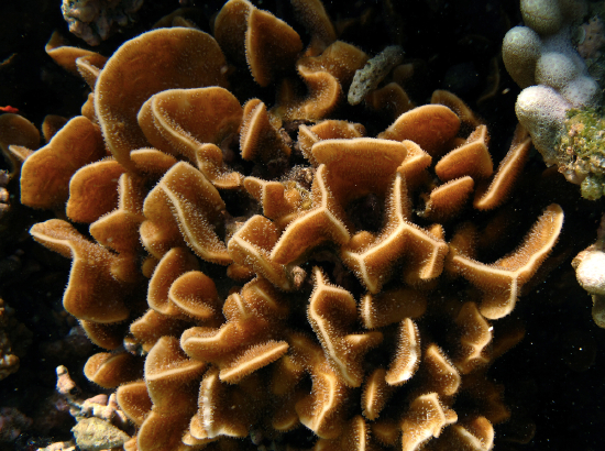 Pavona decussata (Lettuce Coral, Leaf Coral, Frilly Coral)